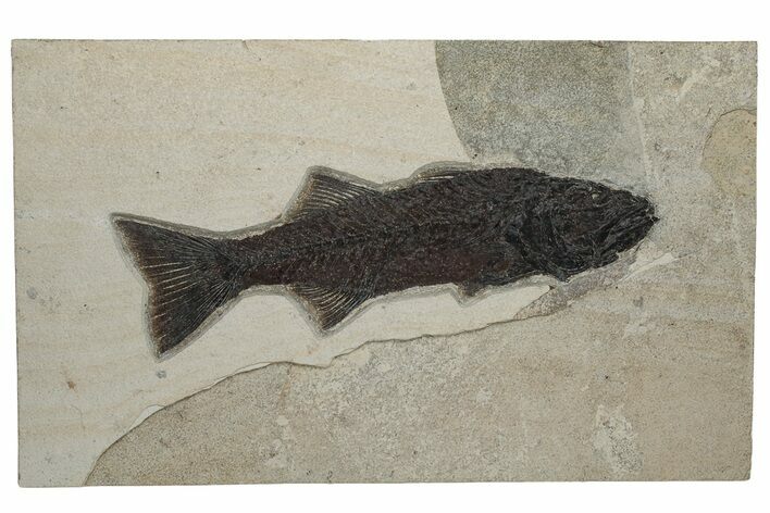 Stunning Fish Fossil (Mioplosus) - Large For Species #233889